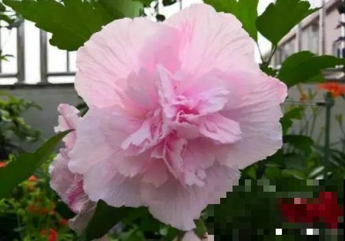 这几种花“爱睡觉”,一朵花只能开一天,早上开了晚上睡! 这几种花“爱睡觉”,一朵花只能开一天,早上开了晚上睡!