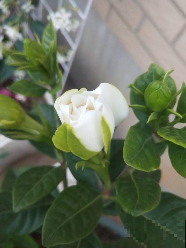 刚买回家的花，掉花苞，黄叶子，修剪一下还能活