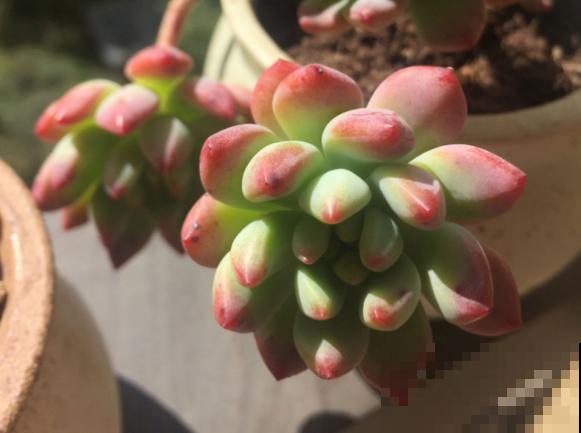 不会判断休眠期，难怪你家的花，夏天总是死！