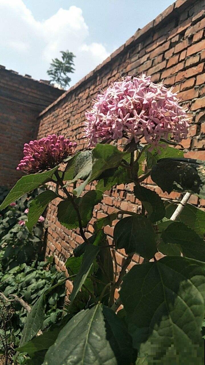 散发臭味的牡丹你养过吗?开花清新,而且还是一味药! 散发臭味的牡丹你养过吗?开花清新,而且还是一味药!