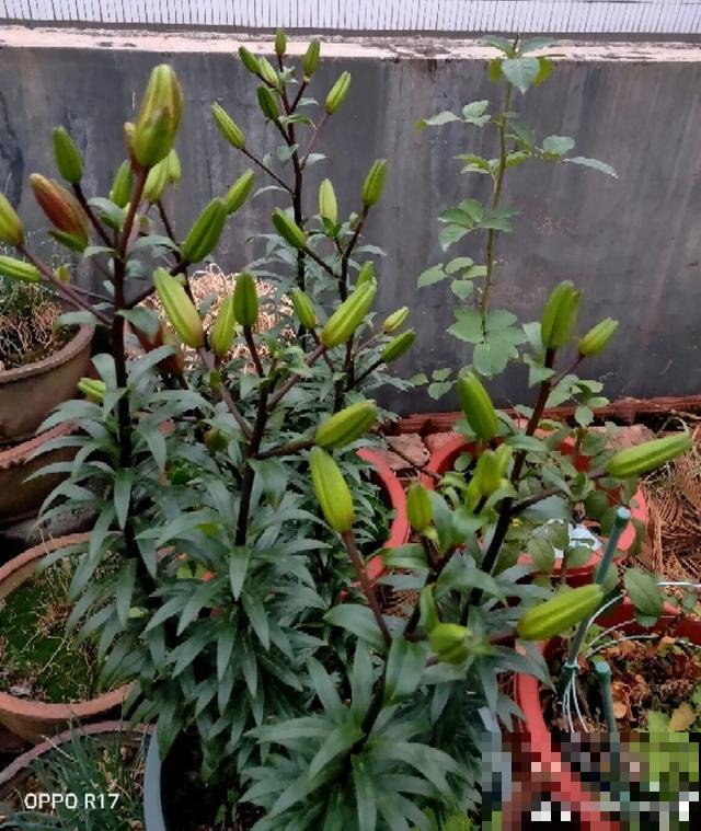 10种花，落片叶子就生根，盆里长满小崽！