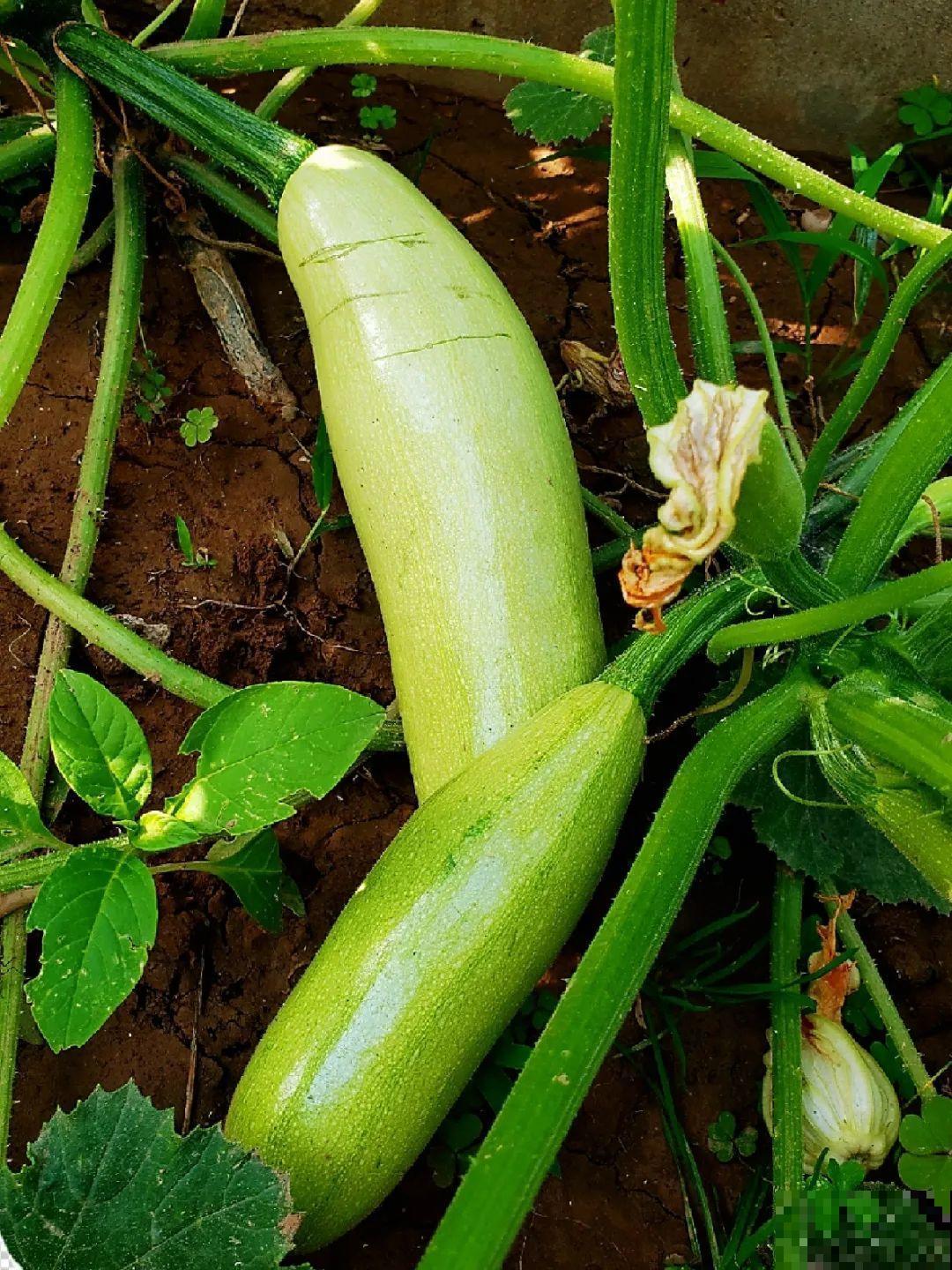 我想回农村,院子里养花、种菜,过清闲日子 我想回农村,院子里养花、种菜,过清闲日子