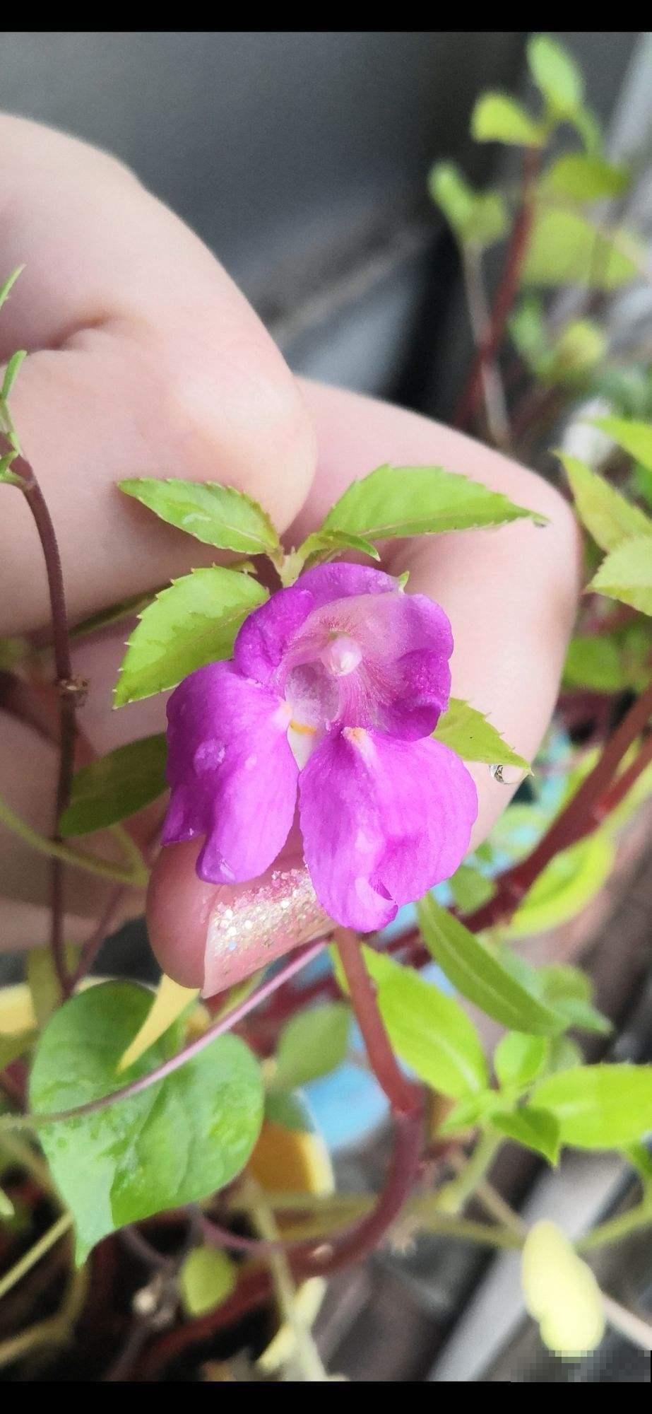 凤仙花可以涂指甲，可你知道怎么做吗？明矾万万不可少！