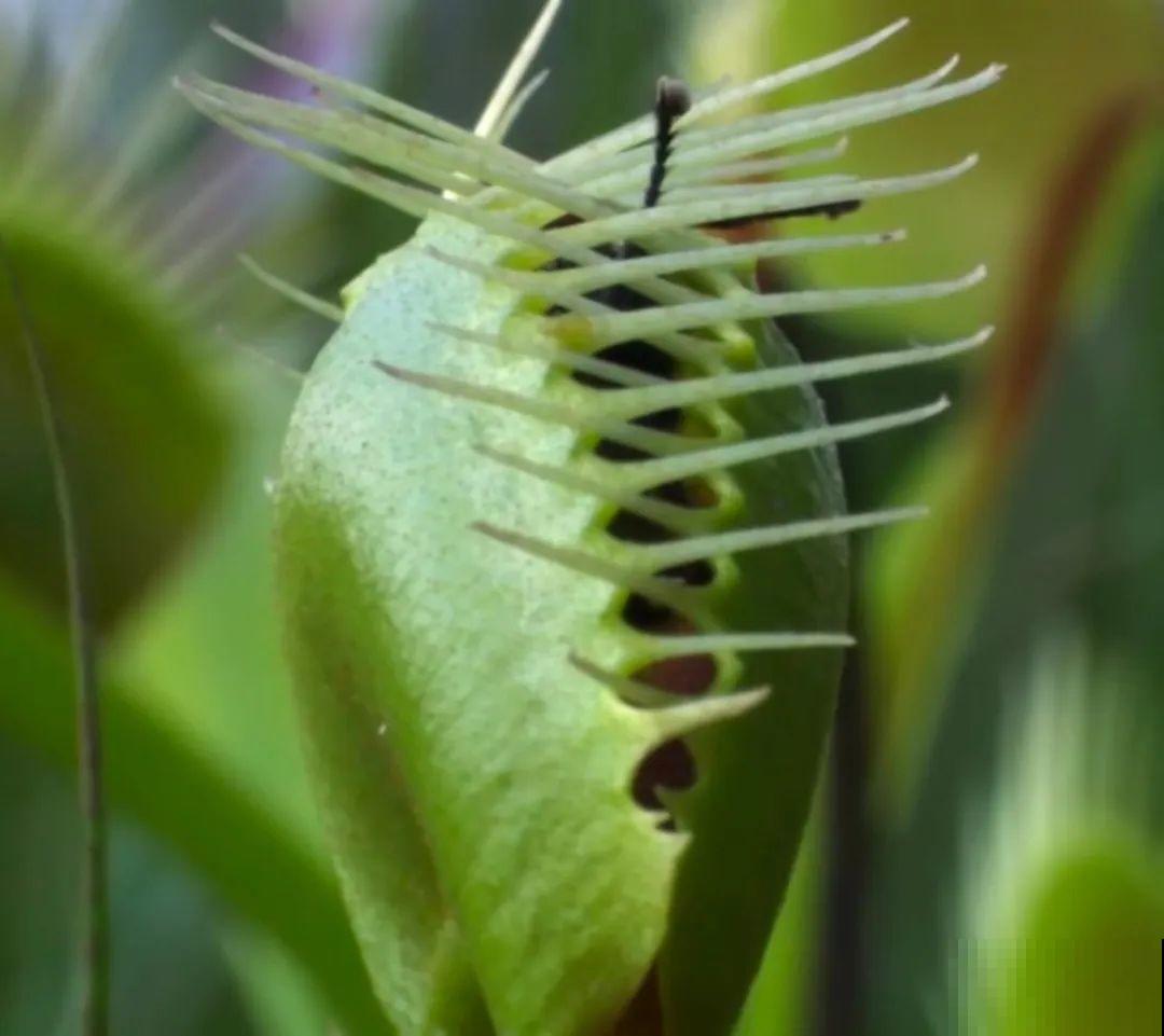 5种能吃蚊虫的花,家里养一盆,蚊子灭光光! 5种能吃蚊虫的花,家里养一盆,蚊子灭光光!
