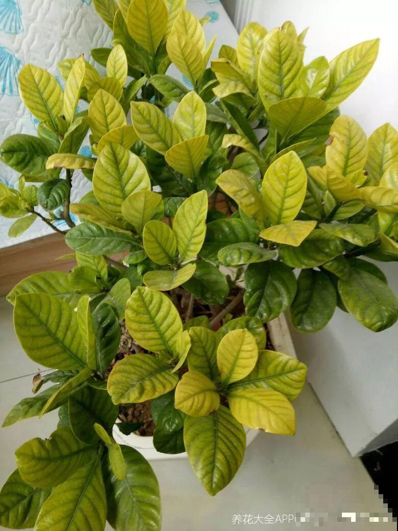 栀子花太难养？记住：少折腾，不黄叶，保证年年开花！