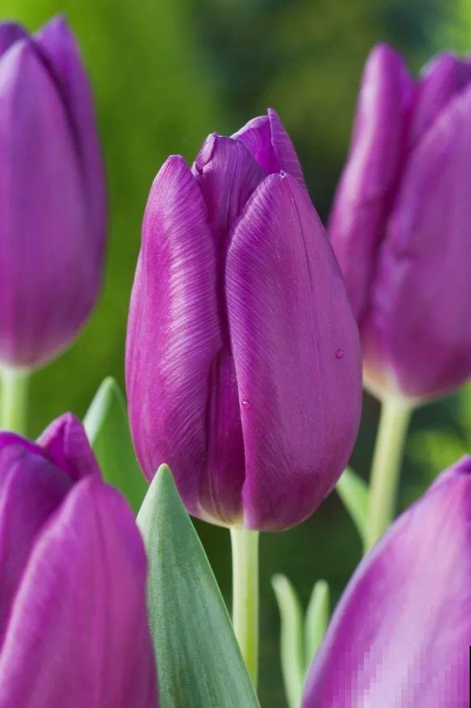 白胖的“大蒜”埋土里,1个月就开花,香味清新淡雅有格调! 白胖的“大蒜”埋土里,1个月就开花,香味清新淡雅有格调!