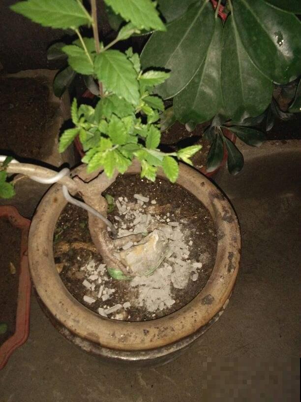 安全有效的杀虫妙招，这3点要记牢，虫子一去不返