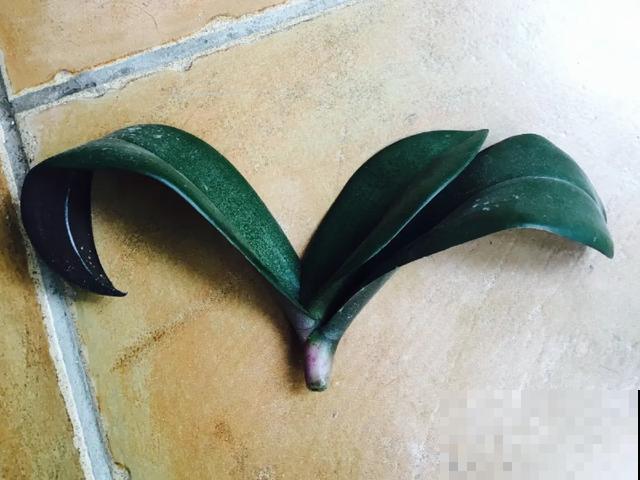 夏天潮湿闷热，一不小心花就烂根，看准时机砍掉，照样长出新叶子