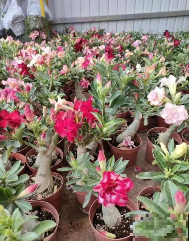 沙漠玫瑰特耐旱，大热天不浇水，也能呼呼开爆盆