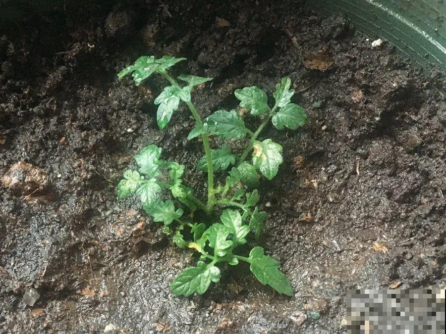 阳台种盆小番茄，咕噜咕噜结果子，随摘随吃