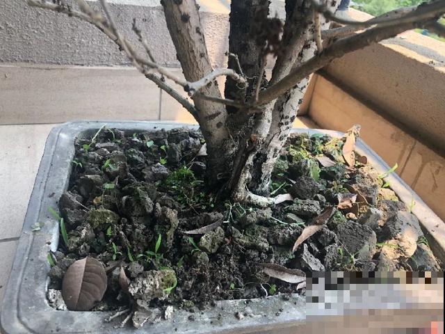 8种花,天热不能换盆,换了3天必死! 8种花,天热不能换盆,换了3天必死!