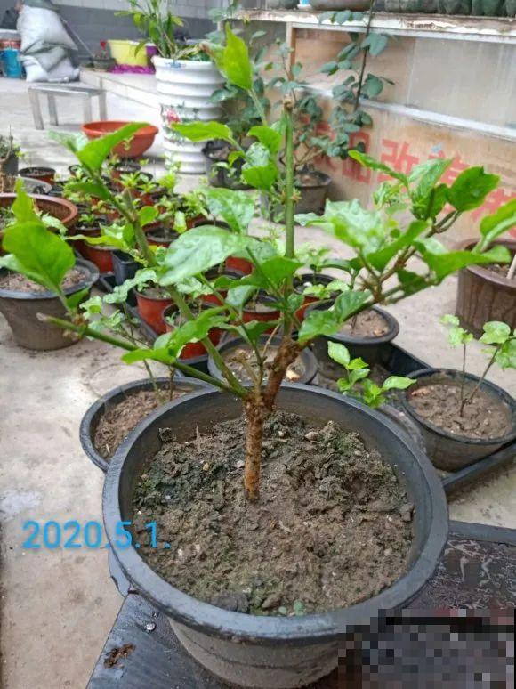 茉莉花后赶紧剪,剪完就开花,一直剪一直开! 茉莉花后赶紧剪,剪完就开花,一直剪一直开!