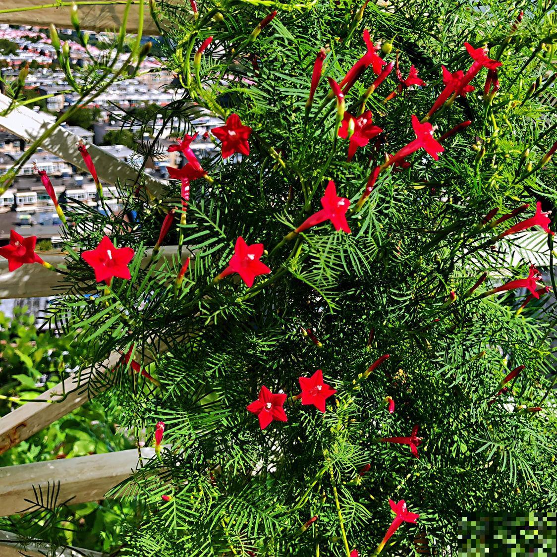 院子养3种花,嗖嗖爬满墙,夏天特凉快 院子养3种花,嗖嗖爬满墙,夏天特凉快