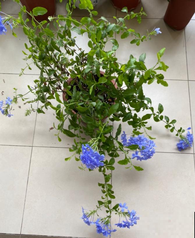 晒不死的3种花，一晒就冒花苞，一缺光就徒长！