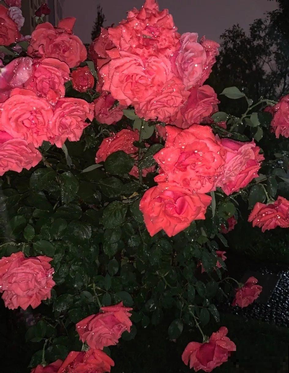 10种花爱淋雨，下雨扔外面，比白菜长的还快！