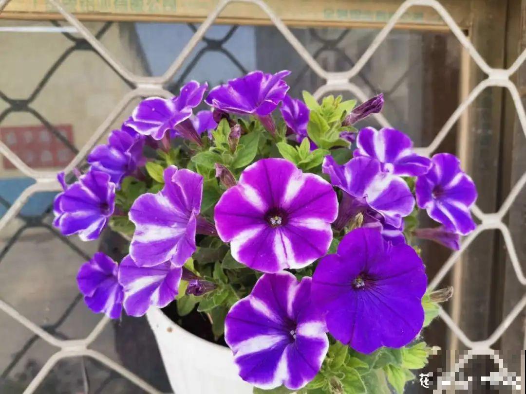12种花，适合夹缝里养，不占地儿、开花最多！
