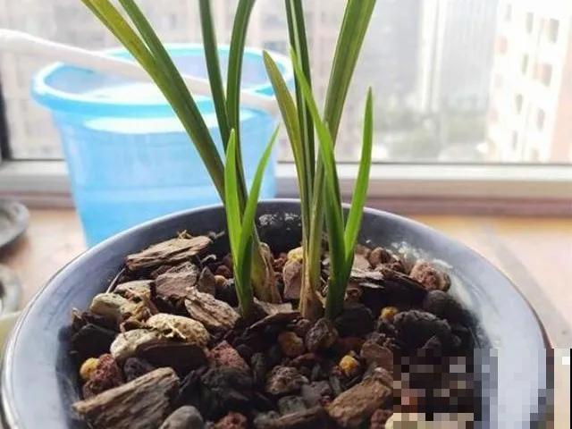 8种花,天热不能换盆,换了3天必死! 8种花,天热不能换盆,换了3天必死!