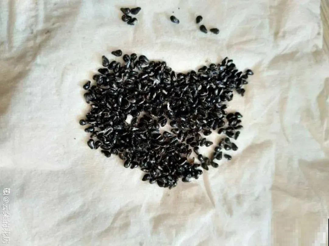 火龙果的叶子长得眼熟，仔细一看竟是蟹爪兰，还能接出甜果子！