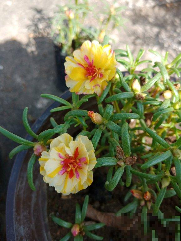 死不了的太阳花，夏天能把盆撑破，20多个品种你都没见过！