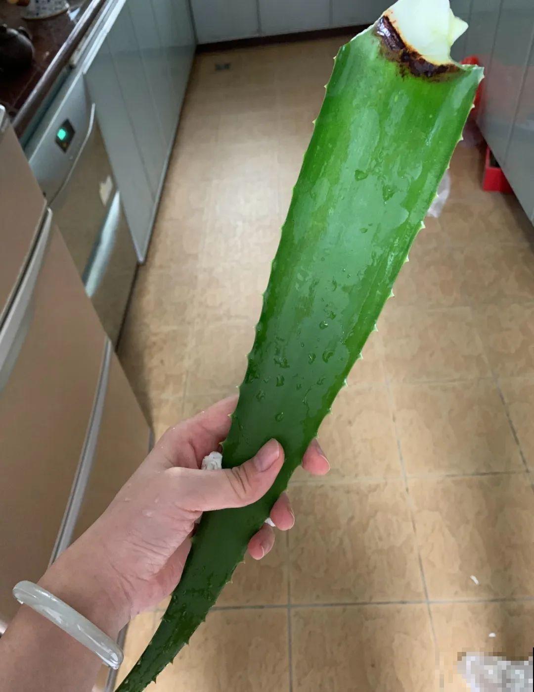 8种花夏天必须养,掐一把炒菜特别香,清热去火不中暑! 8种花夏天必须养,掐一把炒菜特别香,清热去火不中暑!