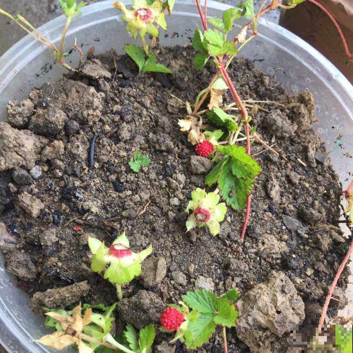 喜欢吃蛇莓的,这季节赶紧去野外摘,去晚就没了! 喜欢吃蛇莓的,这季节赶紧去野外摘,去晚就没了!