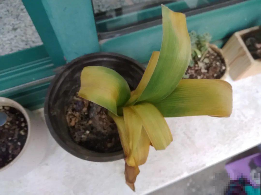 7种花会伪装，夏天会假死，好好养护秋天还能活