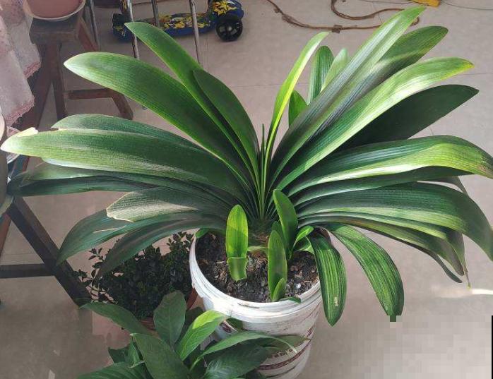 君子兰夹箭不开花,找根棉签擦一下,花箭立马钻出来! 君子兰夹箭不开花,找根棉签擦一下,花箭立马钻出来!