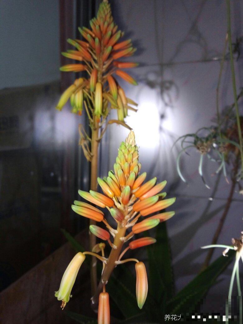 养了10年的幸福树，开花了，太神奇了！