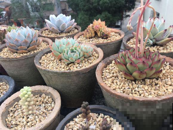 谁说北阳台不能养多肉?这些耐阴品种,照样长得美美的! 谁说北阳台不能养多肉?这些耐阴品种,照样长得美美的!