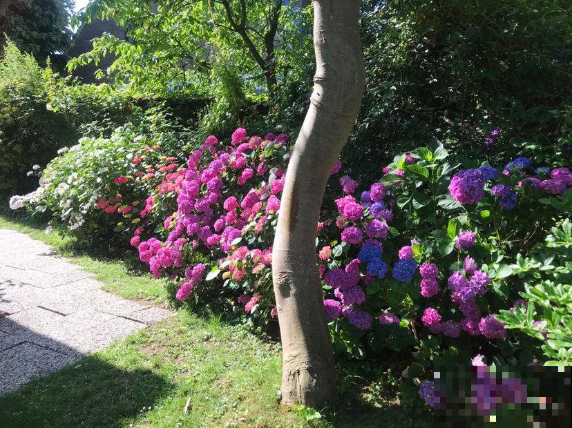 院子门口种金鸡菊，开出金黄色花海，花期还特长