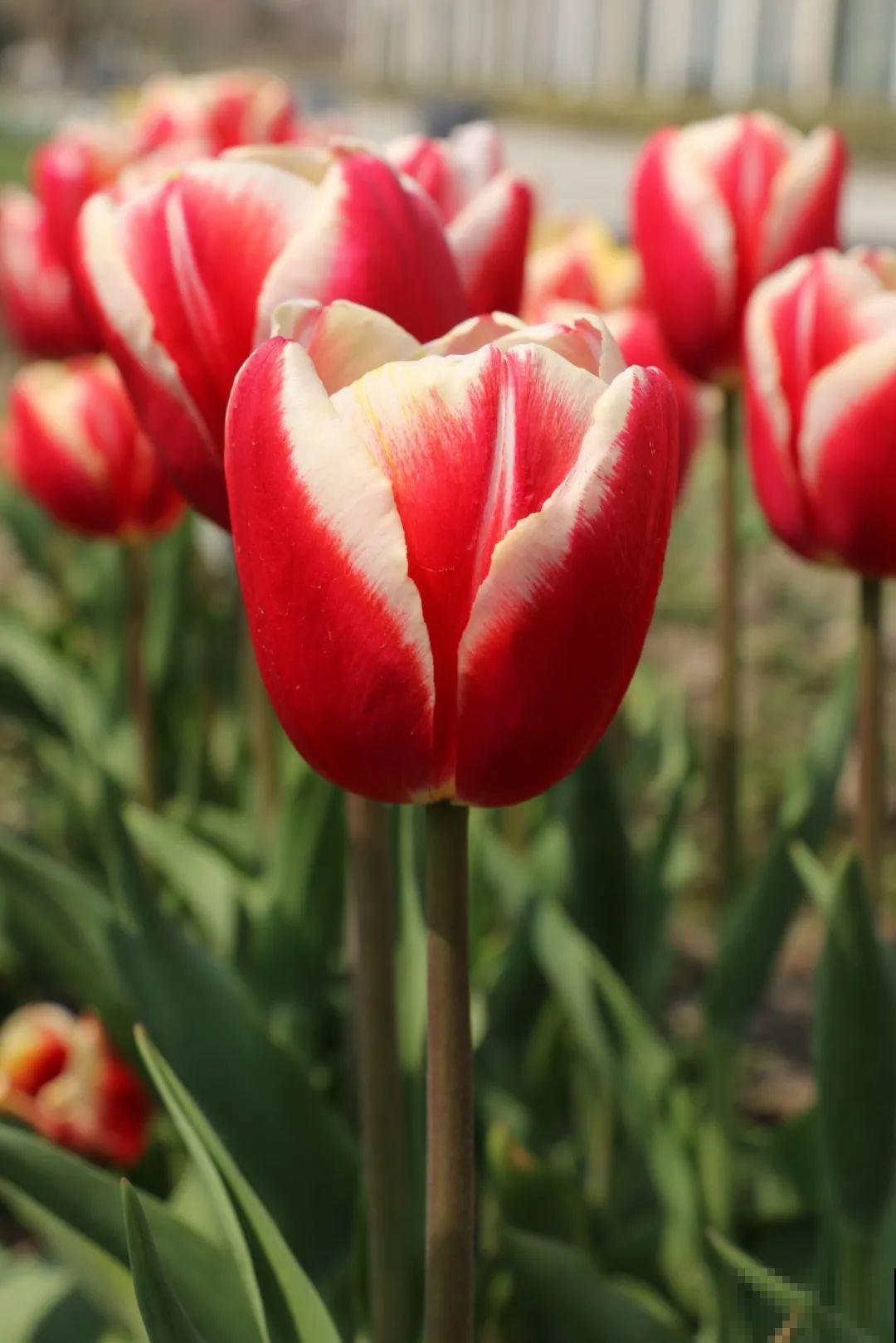 白胖的“大蒜”埋土里,1个月就开花,香味清新淡雅有格调! 白胖的“大蒜”埋土里,1个月就开花,香味清新淡雅有格调!