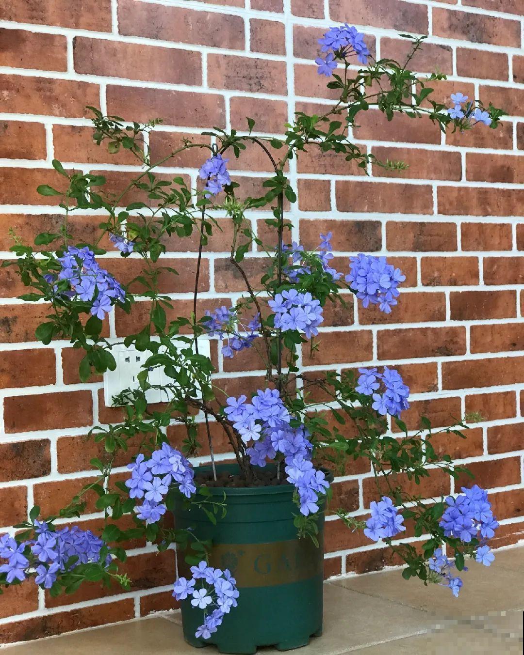 修剪时间到了，有这花赶紧剪，剪完很快又开花！