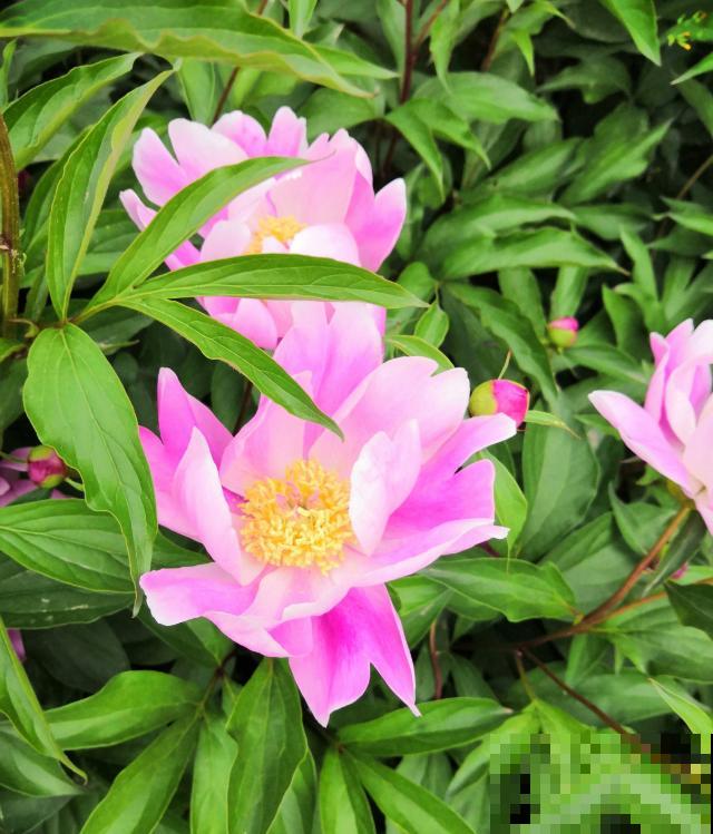 二十四节气,24种花,送给大家一起欣赏! 二十四节气,24种花,送给大家一起欣赏!