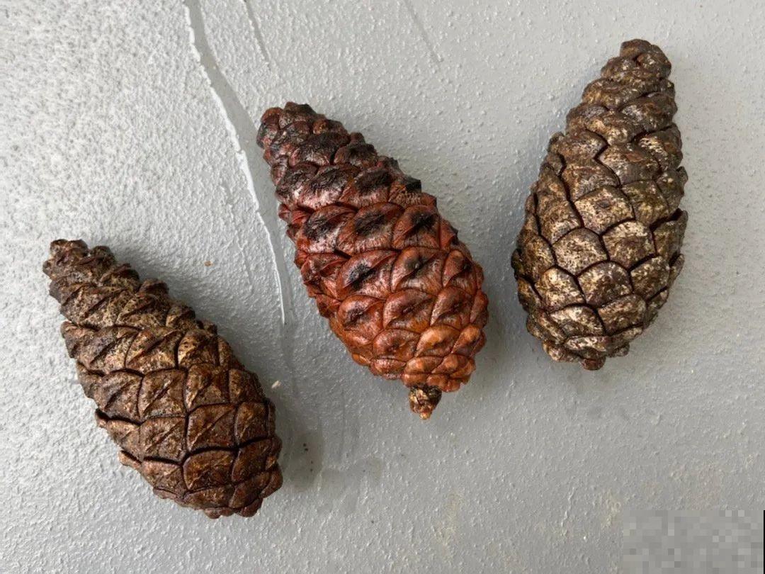 9种花可以预测天气，一开花就说明要下雨了！