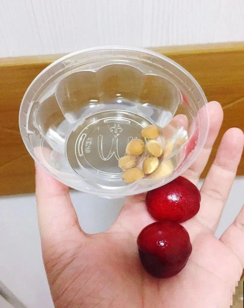 吃剩的果核不要丢,水里泡一泡,能变成清新小绿植! 吃剩的果核不要丢,水里泡一泡,能变成清新小绿植!