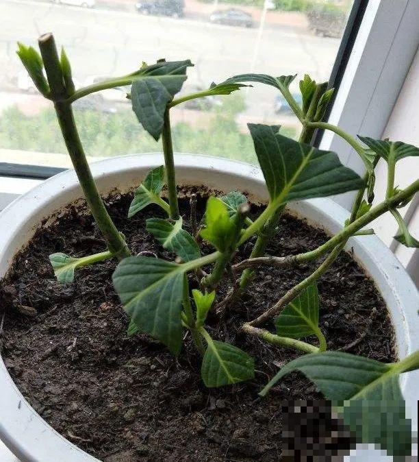 绣球马上剪，下个月就晚了，错过明年不开花