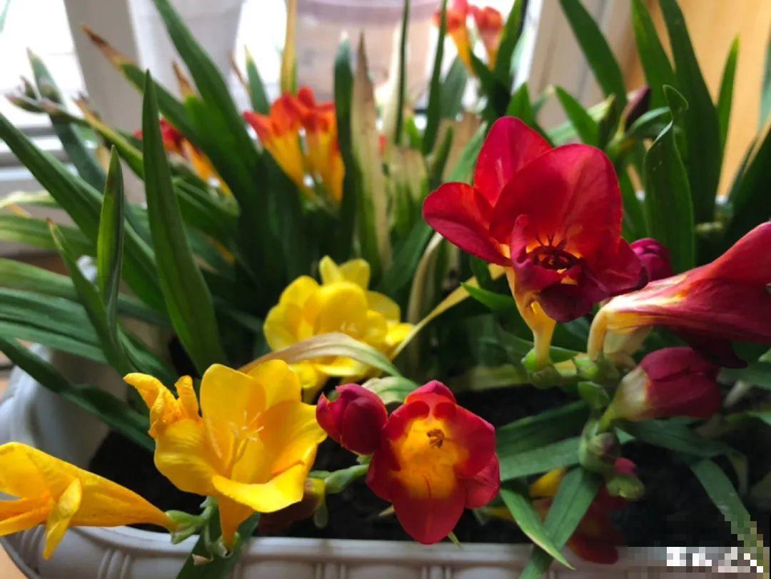 20种花,夏天要休眠,一浇水就死! 20种花,夏天要休眠,一浇水就死!