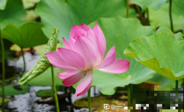 花市卖的花,都是老外培育的品种,国产花有哪些? 花市卖的花,都是老外培育的品种,国产花有哪些?