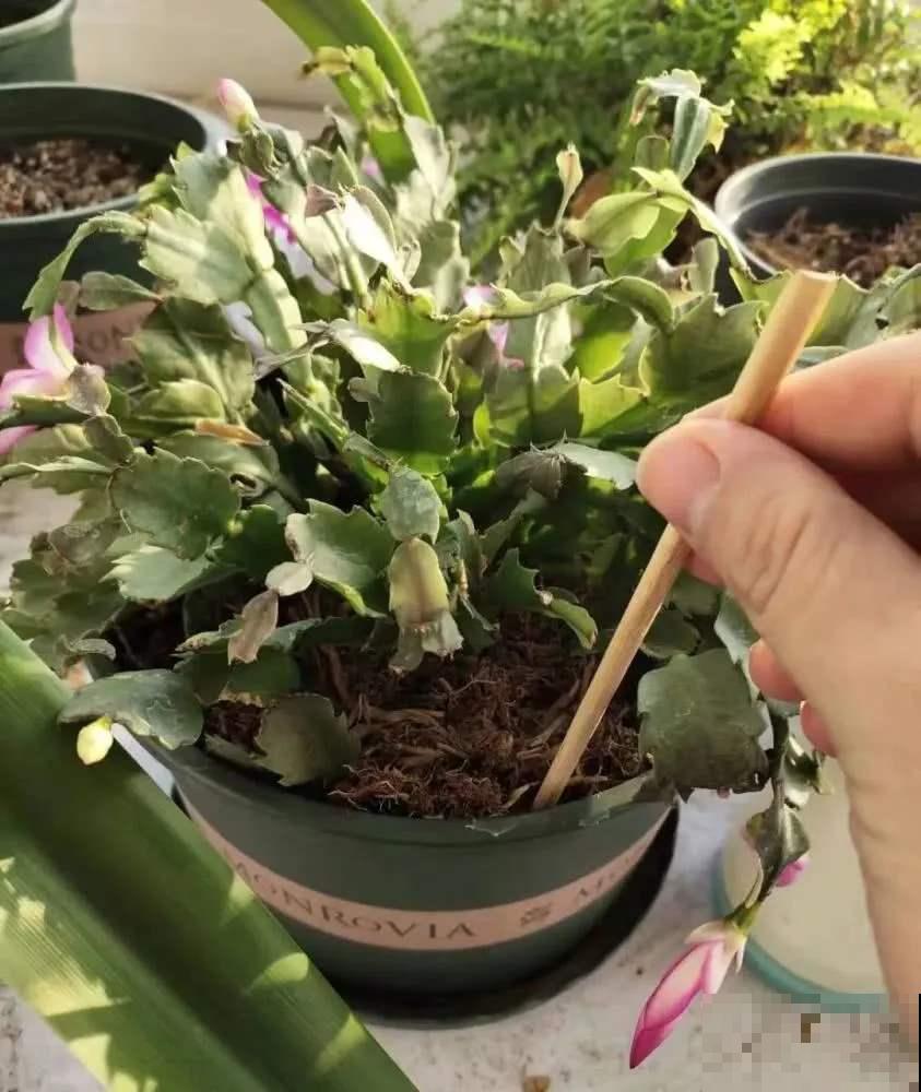 6夏天这3种花最爱黄叶子,找根筷子通一通,黄叶全消失! 6夏天这3种花最爱黄叶子,找根筷子通一通,黄叶全消失!