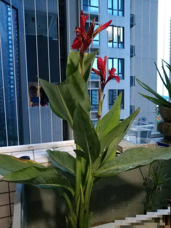 浇不死的5种花,越浇越长得旺,一缺水就蔫! 浇不死的5种花,越浇越长得旺,一缺水就蔫!