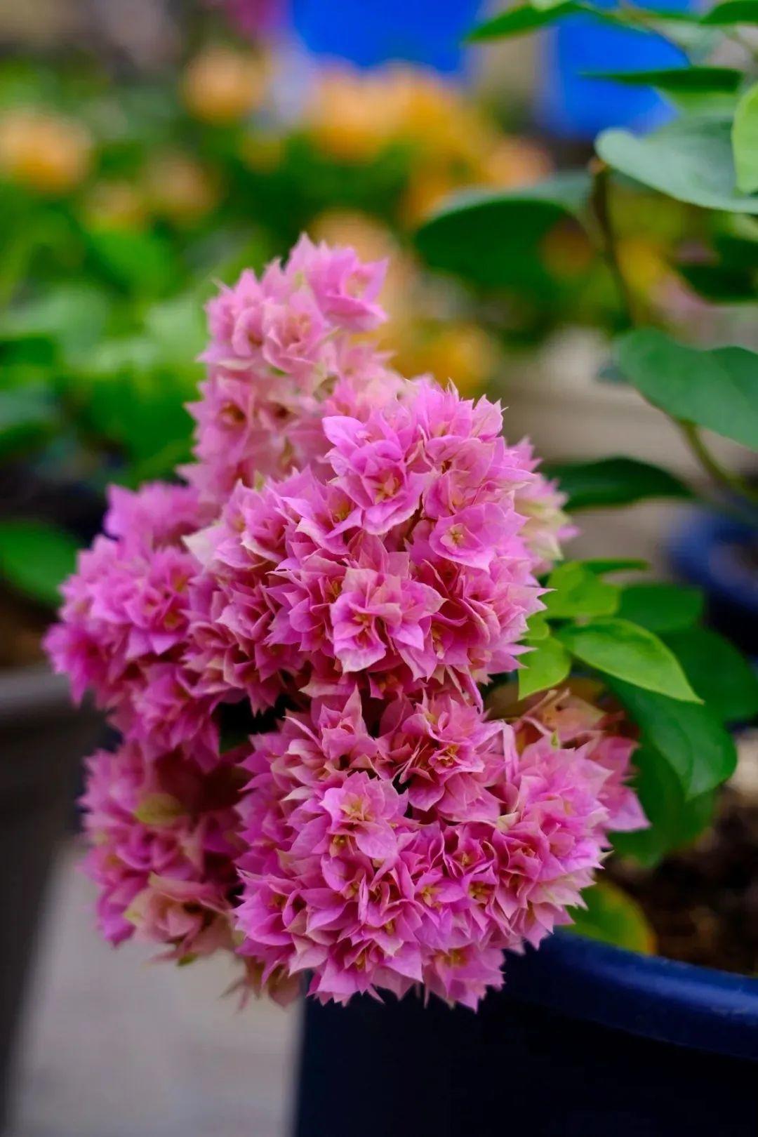 超耐热的三角梅，30℃仍然疯狂开花，爬成一面大花墙！