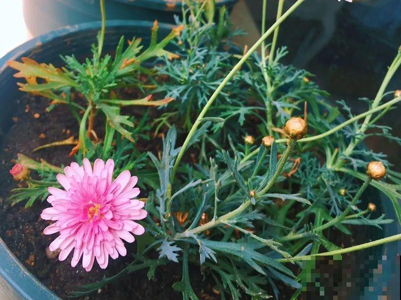 10种水有“毒”,夏天浇花,浇一盆死一盆! 10种水有“毒”,夏天浇花,浇一盆死一盆!