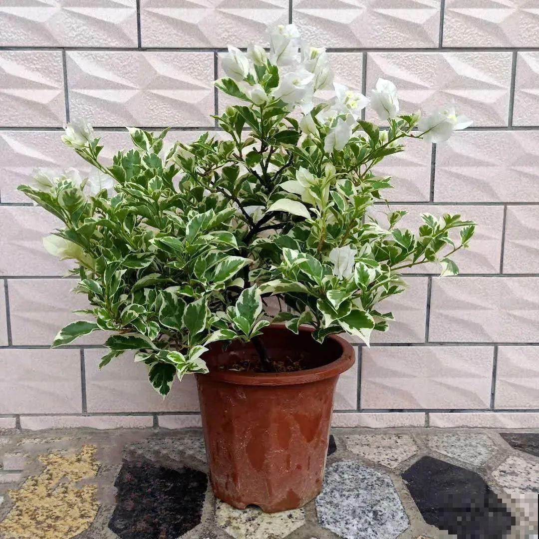 超耐热的三角梅，30℃仍然疯狂开花，爬成一面大花墙！