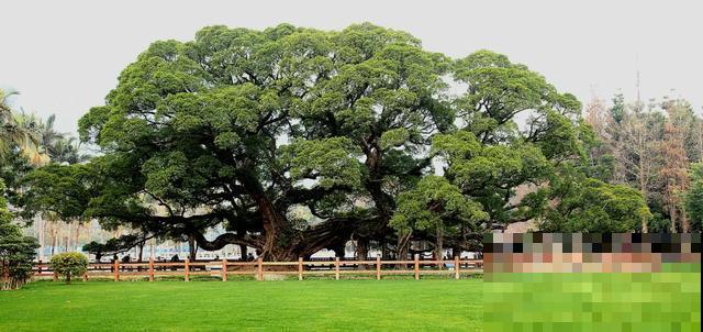 中国8大古树，历经千年不倒，最老一棵4000岁！