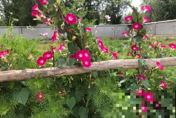 这几种花“爱睡觉”,一朵花只能开一天,早上开了晚上睡! 这几种花“爱睡觉”,一朵花只能开一天,早上开了晚上睡!