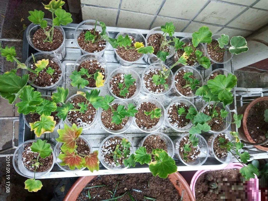6种花天一热就死,现在别买了,简直浪费钱! 6种花天一热就死,现在别买了,简直浪费钱!