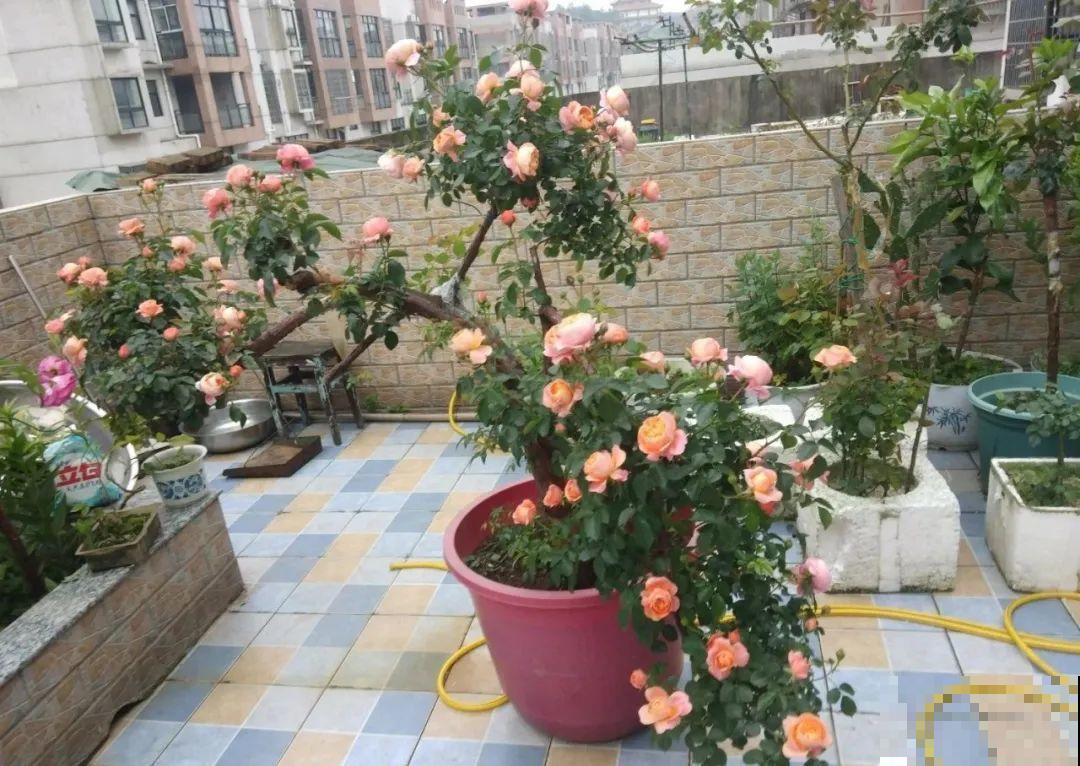 家里这些花适合用小盆，少浇水、控一控，2年就能变老桩！