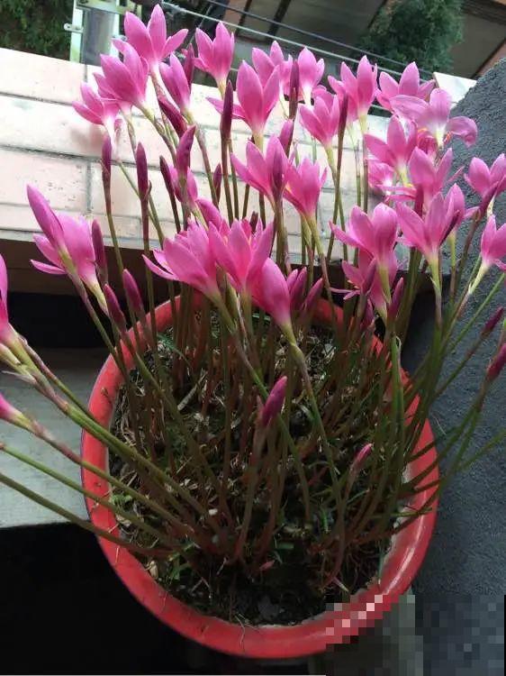 叶子唰啦全剪了，竟然冒出满盆花苞，神奇！