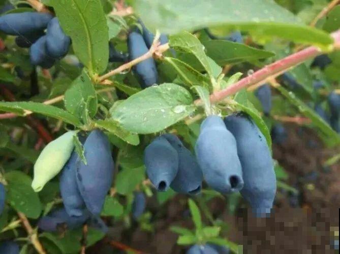 6种果树，最适合在家里养，一次结果20斤！