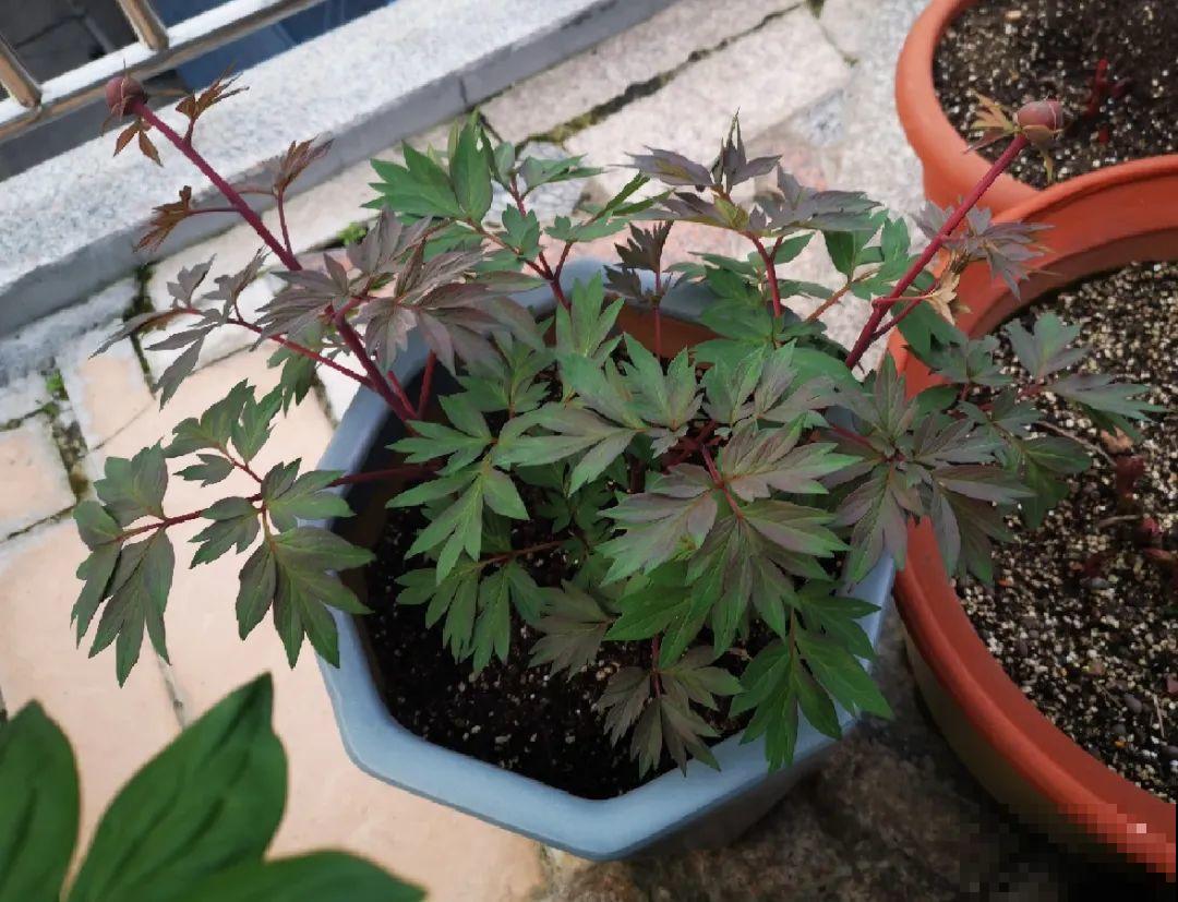 老外培育的芍药花，花苞比鸡蛋大，一朵能开一个月！